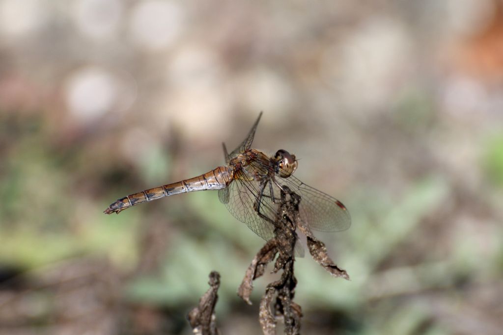 Sympetrum striolatum femmina